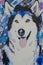 Colorful picture of dog breed husky painted with paint on canvas