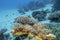 Colorful, picturesque coral reef at bottom of tropical sea, hard corals, underwater landscape