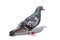 Colorful pigeon - clipping path