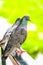 Colorful pigeon hold on a handrail