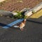 Colorful Pigeon in a Parking Lot during a Sunset in Madeira