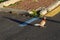 Colorful Pigeon in a Parking Lot during a Sunset in Madeira