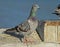 A Colorful Pigeon perches on the fishing pier in Florida.