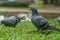 Colorful Pigeons playing in grass in Thailand