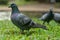 Colorful Pigeons playing in grass in Thailand