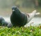 Colorful Pigeons playing in grass in Thailand