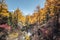 Colorful pine forest with holy mount in autumn