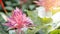 Colorful pineapple flowers in the flower garden are blurred background