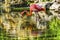 Colorful Pink American Flamingo Reflections Florida