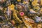 Colorful Pink Anemones Mussels Low Tide Pools Canon Beach Oregon