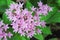 Colorful pink egyptian starcluste or star flower blooming top view in garden