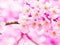 Colorful pink flower on a soft blurry background. pollen of yellow flowers and strong branches. Generative AI