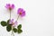 Colorful pink flowers cosmos  arrangement flat lay postcard style