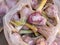 Colorful pink garlic tubers at a food market