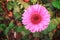 Colorful, pink gerbera or barberton daisy flower blooming top view in garden