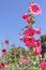 Colorful pink hollyhock flowers Alcea rosea natural patterns blooming on bright blue sky background