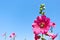 Colorful  pink hollyhock flowers or nature alcea rosea blomming on bright blue sky background
