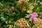 Colorful pink inflorescence on a leafy green bush in summer