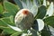 Colorful pink King Protea in the Botanical Garden in Cape Town in South Africa â€“ the national flower of South Africa