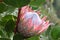 Colorful pink King Protea in the Botanical Garden in Cape Town in South Africa â€“ the national flower of South Africa