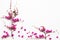Colorful pink little flowers antigonon leptopus climber local flora arrangement flat lay postcard style