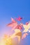 Colorful pink maple leaves on blue sky