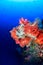 Colorful pink and orange soft corals on a deep coral reef wall