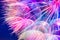 Colorful Pink Pastel Background - vivid abstract dandelion flowe