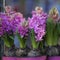 colorful pink and purple hyacinths