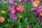Colorful pink, purple and magenda impatiens flowers from the gar
