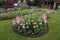 Colorful Pink and Red  Flower Bed in Park Pink Tulips Framing Green Center