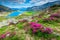 Colorful pink rhododendron flowers and Bucura lake, Retezat mountains, Romania