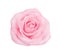 Colorful pink rose flowers head blooming top view isolated on white background with clipping path