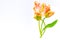 Colorful pink salmon parrot tulips on white background copy space top view