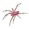 Colorful Pink Spider Isolated