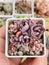 Colorful pink succulent flowers echeveria Decairn and graptosedum Francesco Baldi. Top view succulent background