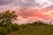 Colorful pink sunset over rural woodland