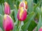 Colorful Pink and yellow Dutch double tulip flowers with green leaves background in a field during Spring