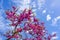 Colorful pinky tree outside on a bright wather and day in Grenada, Spain