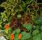 Colorful plant coleus and nasturtium leaves and orange nasturtium flowers in a summer garden