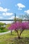 Colorful Plants and Flowers during Spring on the Riverfront of Randalls and Wards Islands with the Triborough Bridge of New York C