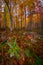 Colorful plants and leaves in forest on morning in autumn