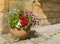 Colorful plants in a terracotta pot.