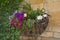 Colorful plants in wall basket