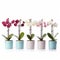 Colorful Plastic Pots With Vibrant Orchids - Stunning Home Decor