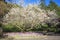 Colorful plum flowers closeup