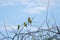 Colorful plum headed parakeets on thorny twigs with blue sky