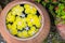 Colorful of Plumeria flower floating in the ancient bowl
