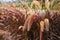 colorful poaceae flower in the nature