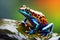 colorful poison dart frog on wet leaf